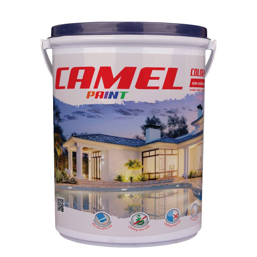 Camel Lon C - CT77